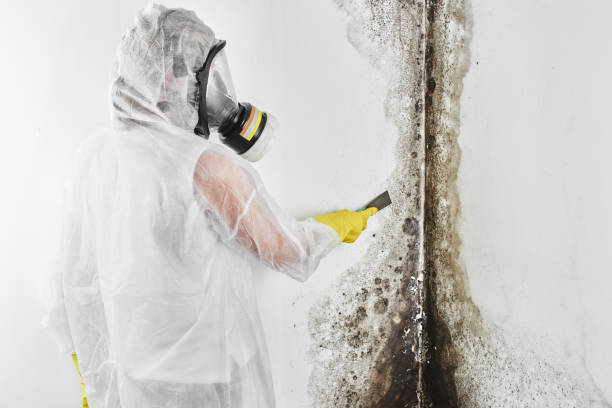 Best Post-Flood Mold Remediation in Otis Orchards East Farms, WA